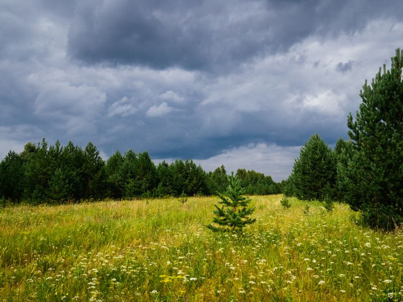 What’s Involved In Professional Land Clearing?