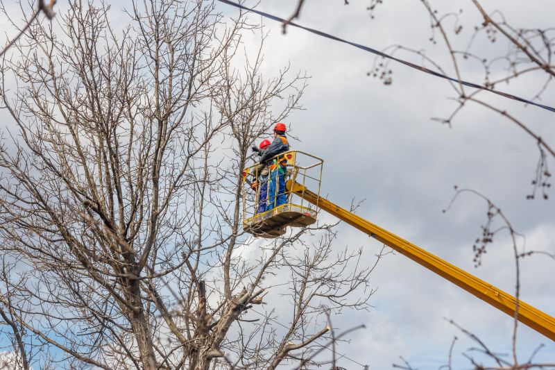 Local Tree Clearing pros at work